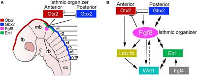 Transcription factors regulating the specification of brainstem respiratory neurons